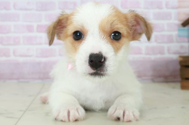 長崎県のジャックラッセルテリア (Coo&RIKU長崎浜町店/2025年10月11日生まれ/女の子/ホワイトタン)の子犬の1枚目の画像