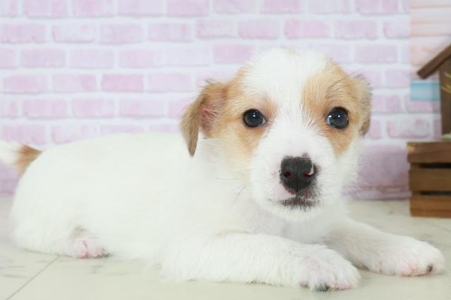 長崎県のジャックラッセルテリア (Coo&RIKU長崎浜町店/2025年10月11日生まれ/女の子/ホワイトタン)の子犬の2枚目の画像