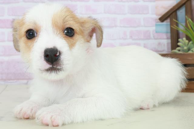 長崎県のジャックラッセルテリア (Coo&RIKU長崎浜町店/2025年10月11日生まれ/女の子/ホワイトタン)の子犬の3枚目の画像