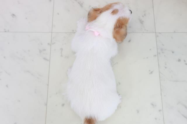 長崎県のジャックラッセルテリア (Coo&RIKU長崎浜町店/2025年10月11日生まれ/女の子/ホワイトタン)の子犬の4枚目の画像