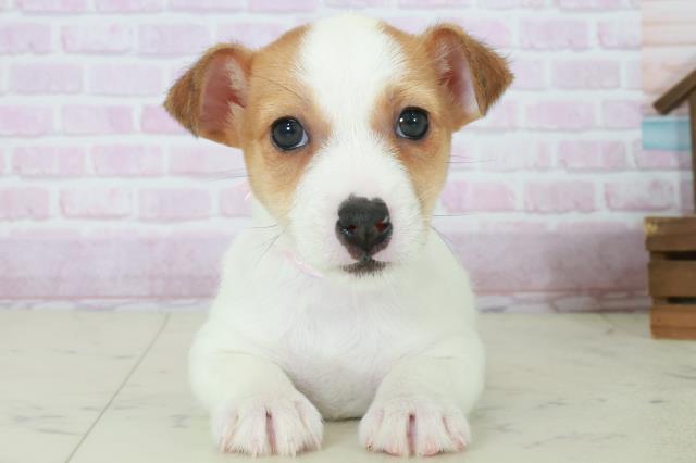 福岡県のジャックラッセルテリア (Coo&RIKU大牟田店/2025年10月11日生まれ/女の子/ホワイトタン)の子犬の1枚目の画像