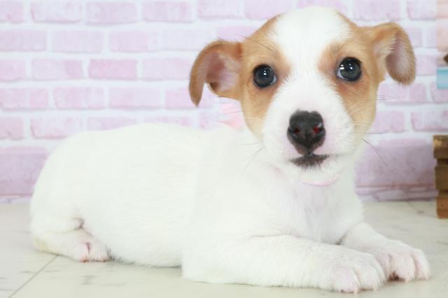 福岡県のジャックラッセルテリア (Coo&RIKU大牟田店/2025年10月11日生まれ/女の子/ホワイトタン)の子犬の2枚目の画像