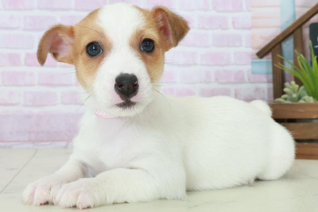 福岡県のジャックラッセルテリア (Coo&RIKU大牟田店/2025年10月11日生まれ/女の子/ホワイトタン)の子犬の3枚目の画像