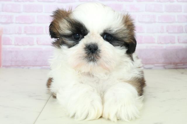 福岡県のシーズー (Coo&RIKU筑後店/2025年10月12日生まれ/男の子/ゴールドホワイト)の子犬の1枚目の画像