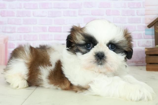 福岡県のシーズー (Coo&RIKU筑後店/2025年10月12日生まれ/男の子/ゴールドホワイト)の子犬の2枚目の画像