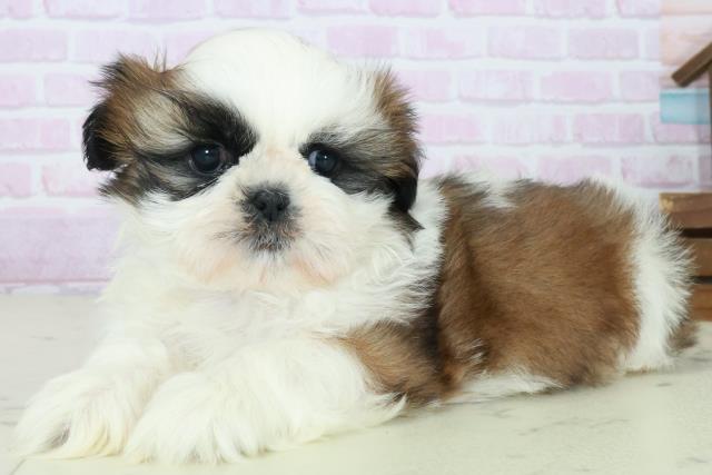 福岡県のシーズー (Coo&RIKU筑後店/2025年10月12日生まれ/男の子/ゴールドホワイト)の子犬の3枚目の画像