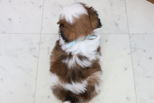 福岡県のシーズー (Coo&RIKU筑後店/2025年10月12日生まれ/男の子/ゴールドホワイト)の子犬の4枚目の画像