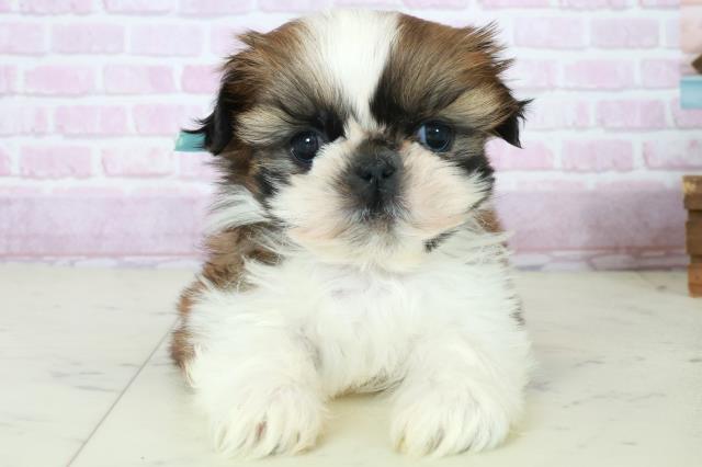 鹿児島県のシーズー (Coo&RIKU鹿児島店/2025年10月12日生まれ/男の子/ゴールドホワイト)の子犬の1枚目の画像