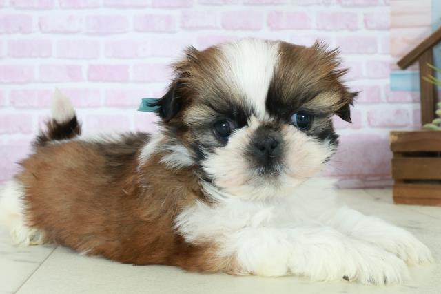 鹿児島県のシーズー (Coo&RIKU鹿児島店/2025年10月12日生まれ/男の子/ゴールドホワイト)の子犬の2枚目の画像