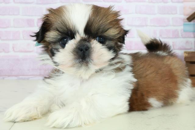 鹿児島県のシーズー (Coo&RIKU鹿児島店/2025年10月12日生まれ/男の子/ゴールドホワイト)の子犬の3枚目の画像