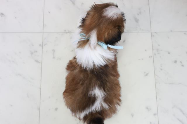 鹿児島県のシーズー (Coo&RIKU鹿児島店/2025年10月12日生まれ/男の子/ゴールドホワイト)の子犬の4枚目の画像