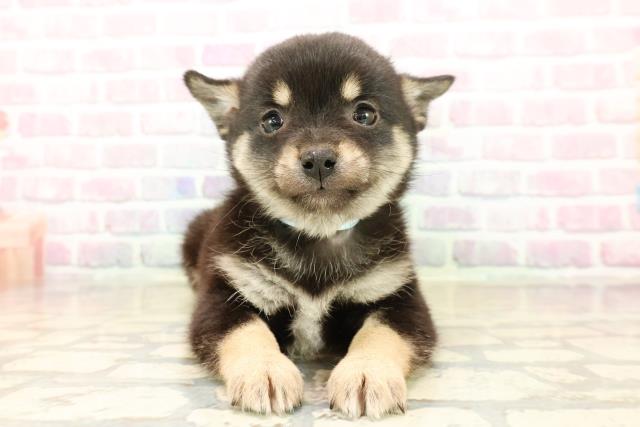 山形県のチワ柴/柴チワ/チワシバ(チワワ×柴) (Coo&RIKU山形店/2025年10月13日生まれ/男の子/黒)の子犬