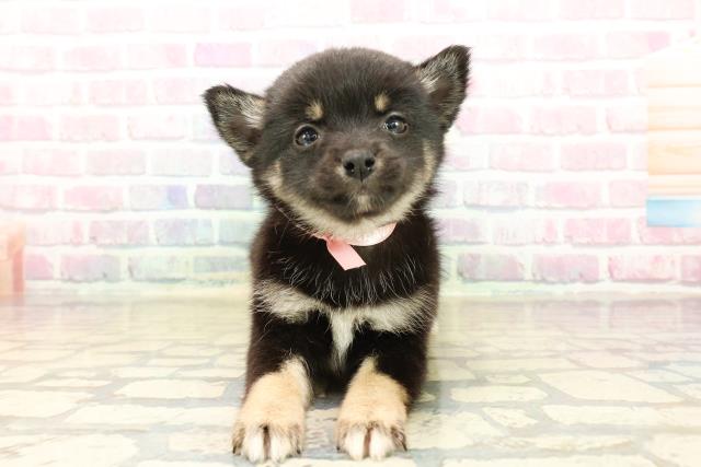 栃木県のチワ柴/柴チワ/チワシバ(チワワ×柴) (Coo&RIKUFKDインターパーク店/2025年10月13日生まれ/女の子/黒)の子犬の1枚目の画像