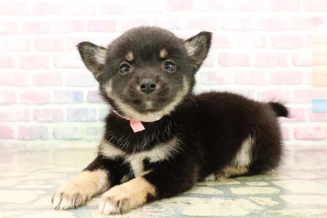 栃木県のチワ柴/柴チワ/チワシバ(チワワ×柴) (Coo&RIKUFKDインターパーク店/2025年10月13日生まれ/女の子/黒)の子犬の2枚目の画像