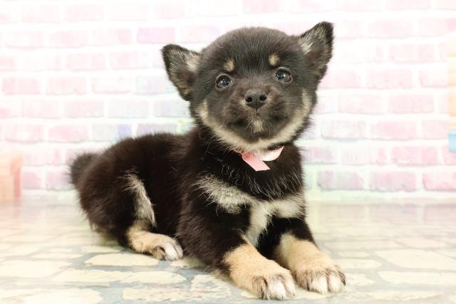 栃木県のチワ柴/柴チワ/チワシバ(チワワ×柴) (Coo&RIKUFKDインターパーク店/2025年10月13日生まれ/女の子/黒)の子犬の3枚目の画像