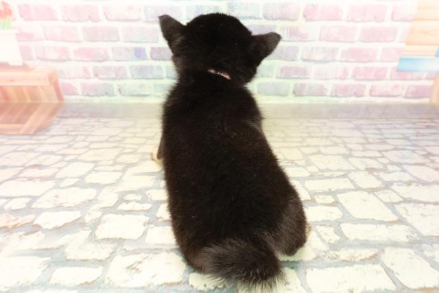 栃木県のチワ柴/柴チワ/チワシバ(チワワ×柴) (Coo&RIKUFKDインターパーク店/2025年10月13日生まれ/女の子/黒)の子犬の4枚目の画像