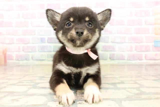 群馬県のチワ柴/柴チワ/チワシバ(チワワ×柴) (Coo&RIKU前橋店/2025年10月13日生まれ/女の子/黒)の子犬