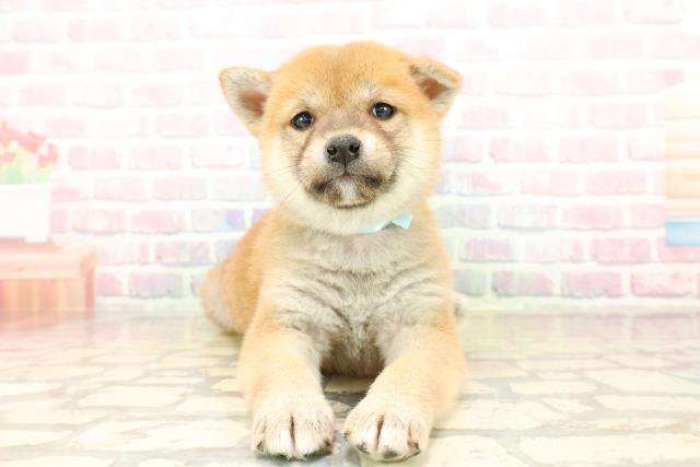 東京都の柴犬(標準サイズ) (Coo&RIKU足立本店/2025年10月13日生まれ/男の子/赤)の子犬