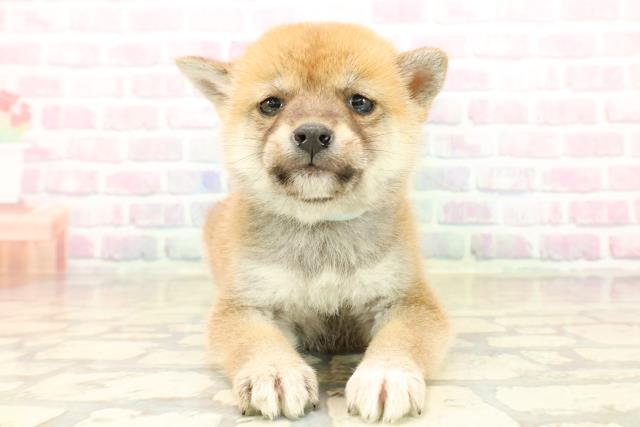 埼玉県の柴犬(標準サイズ) (Coo&RIKU草加バイパス店/2025年10月13日生まれ/男の子/赤)の子犬の1枚目の画像