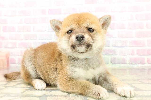 埼玉県の柴犬(標準サイズ) (Coo&RIKU草加バイパス店/2025年10月13日生まれ/男の子/赤)の子犬の3枚目の画像