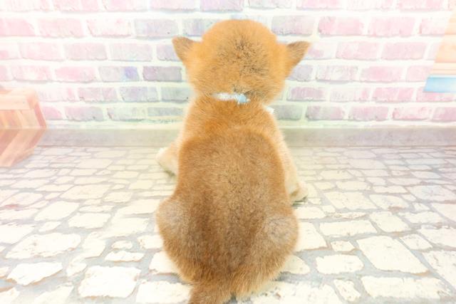 埼玉県の柴犬(標準サイズ) (Coo&RIKU草加バイパス店/2025年10月13日生まれ/男の子/赤)の子犬の4枚目の画像