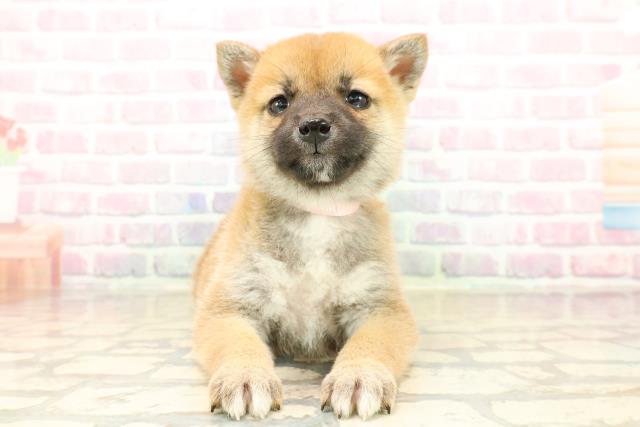 山梨県の柴犬(標準サイズ) (Coo&RIKU甲府昭和通り店/2025年10月13日生まれ/女の子/赤)の子犬