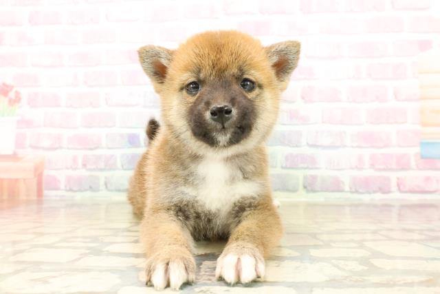 栃木県の柴犬(標準サイズ) (Coo&RIKU足利店/2025年10月13日生まれ/女の子/赤)の子犬の1枚目の画像