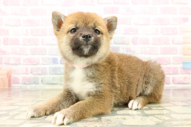 栃木県の柴犬(標準サイズ) (Coo&RIKU足利店/2025年10月13日生まれ/女の子/赤)の子犬の2枚目の画像