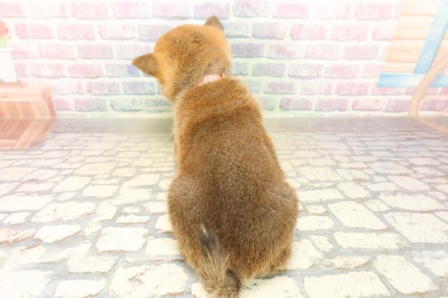 栃木県の柴犬(標準サイズ) (Coo&RIKU足利店/2025年10月13日生まれ/女の子/赤)の子犬の4枚目の画像