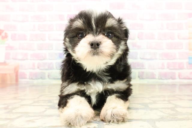 長野県のチワマル/マルチワ(チワワ×マルチーズ) (Coo&RIKUコメリパワー長野東部店/2025年10月12日生まれ/女の子/ブラックタンホワイト)の子犬の1枚目の画像