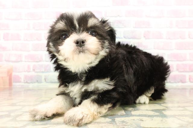 長野県のチワマル/マルチワ(チワワ×マルチーズ) (Coo&RIKUコメリパワー長野東部店/2025年10月12日生まれ/女の子/ブラックタンホワイト)の子犬の2枚目の画像