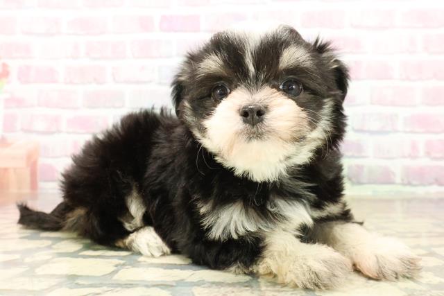 長野県のチワマル/マルチワ(チワワ×マルチーズ) (Coo&RIKUコメリパワー長野東部店/2025年10月12日生まれ/女の子/ブラックタンホワイト)の子犬の3枚目の画像