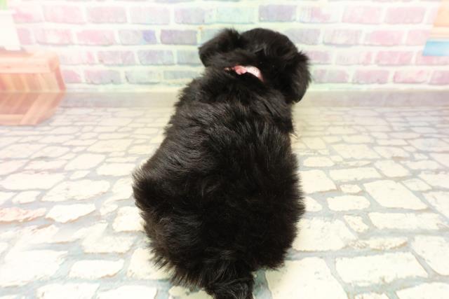 長野県のチワマル/マルチワ(チワワ×マルチーズ) (Coo&RIKUコメリパワー長野東部店/2025年10月12日生まれ/女の子/ブラックタンホワイト)の子犬の4枚目の画像