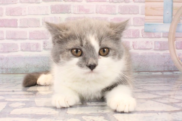 兵庫県のブリティッシュショートヘアー (Coo&RIKU姫路店/2025年10月10日生まれ/女の子/ブルーホワイト)の子猫