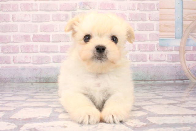 滋賀県のチワマル/マルチワ(チワワ×マルチーズ) (Coo&RIKU長浜店/2025年10月9日生まれ/男の子/クリーム)の子犬の1枚目の画像