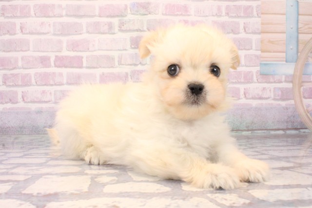 滋賀県のチワマル/マルチワ(チワワ×マルチーズ) (Coo&RIKU長浜店/2025年10月9日生まれ/男の子/クリーム)の子犬の2枚目の画像