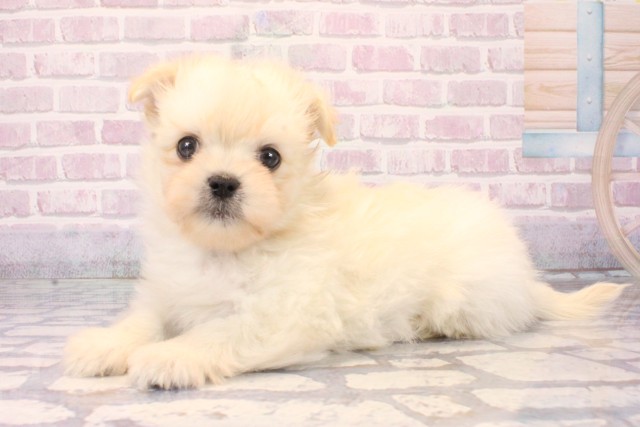 滋賀県のチワマル/マルチワ(チワワ×マルチーズ) (Coo&RIKU長浜店/2025年10月9日生まれ/男の子/クリーム)の子犬の3枚目の画像