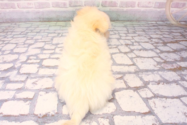 滋賀県のチワマル/マルチワ(チワワ×マルチーズ) (Coo&RIKU長浜店/2025年10月9日生まれ/男の子/クリーム)の子犬の4枚目の画像