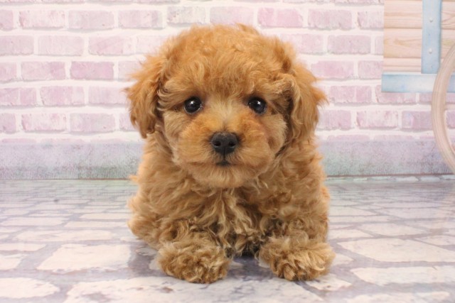 滋賀県のトイプードル(ティーカップ) (Coo&RIKU長浜店/2025年10月7日生まれ/女の子/レッド)の子犬の1枚目の画像