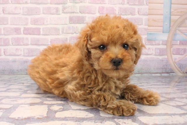 滋賀県のトイプードル(ティーカップ) (Coo&RIKU長浜店/2025年10月7日生まれ/女の子/レッド)の子犬の2枚目の画像