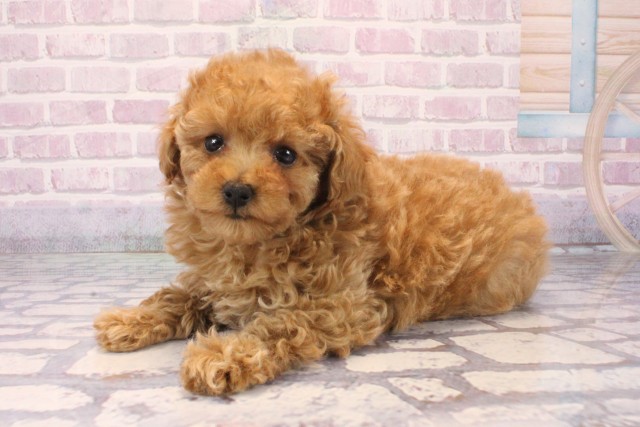 滋賀県のトイプードル(ティーカップ) (Coo&RIKU長浜店/2025年10月7日生まれ/女の子/レッド)の子犬の3枚目の画像