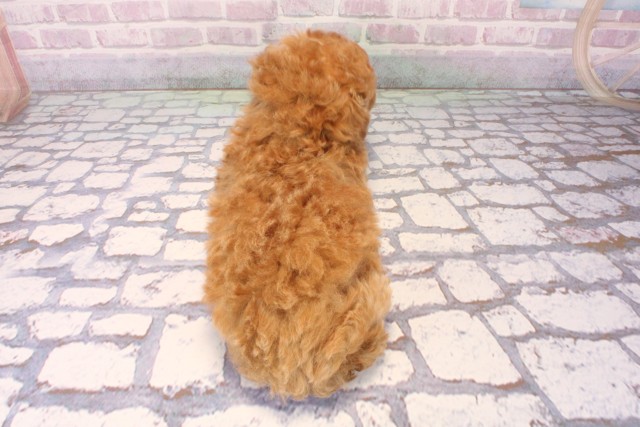 滋賀県のトイプードル(ティーカップ) (Coo&RIKU長浜店/2025年10月7日生まれ/女の子/レッド)の子犬の4枚目の画像