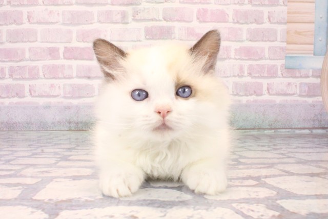 兵庫県のラグドール (Coo&RIKU三木店/2025年10月10日生まれ/男の子/シールポイントバイカラー)の子猫