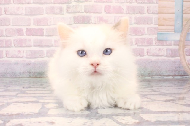 京都府のラグドール (Coo&RIKU舞鶴店/2025年10月10日生まれ/男の子/シールポイントバイカラー)の子猫