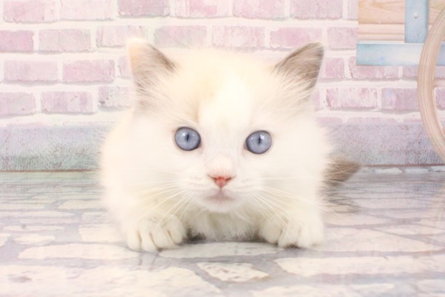 兵庫県のラグドール (Coo&RIKU神戸三宮店/2025年10月10日生まれ/女の子/シールポイントバイカラー)の子猫の1枚目の画像