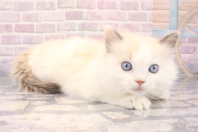 兵庫県のラグドール (Coo&RIKU神戸三宮店/2025年10月10日生まれ/女の子/シールポイントバイカラー)の子猫の2枚目の画像