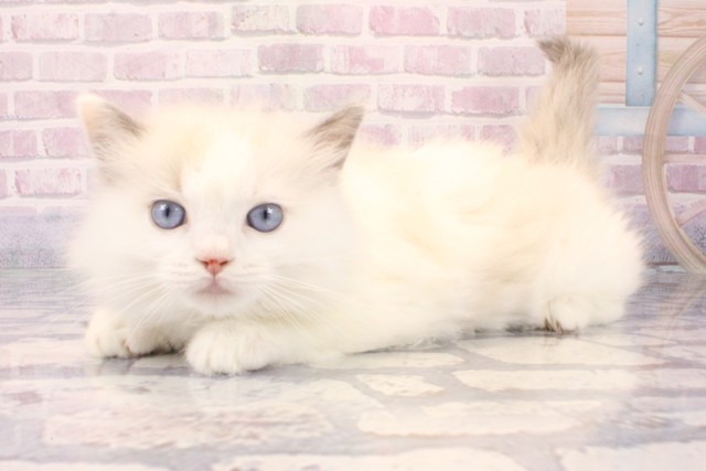 兵庫県のラグドール (Coo&RIKU神戸三宮店/2025年10月10日生まれ/女の子/シールポイントバイカラー)の子猫の3枚目の画像