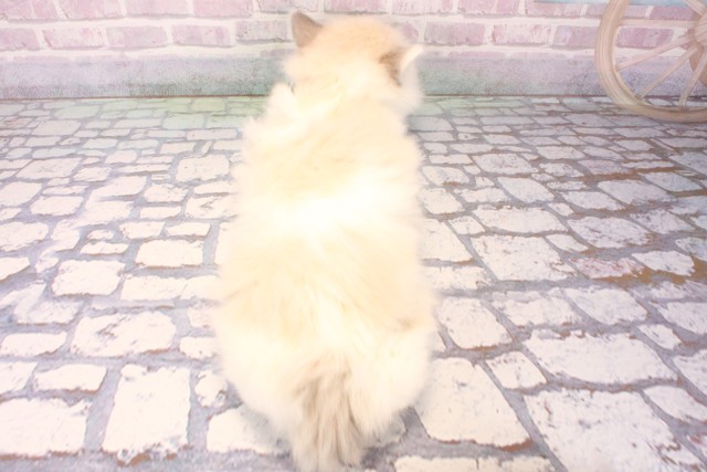 兵庫県のラグドール (Coo&RIKU神戸三宮店/2025年10月10日生まれ/女の子/シールポイントバイカラー)の子猫の4枚目の画像