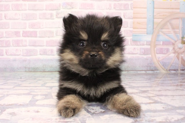 兵庫県のポメラニアン (Coo&RIKU姫路店/2025年10月3日生まれ/男の子/ブラックタン)の子犬の1枚目の画像