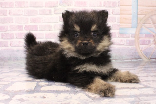 兵庫県のポメラニアン (Coo&RIKU姫路店/2025年10月3日生まれ/男の子/ブラックタン)の子犬の2枚目の画像